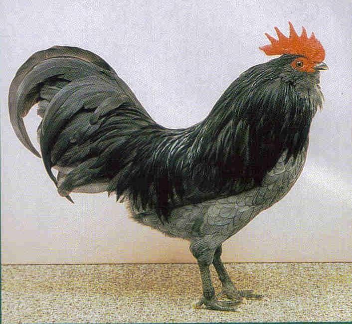 Thüringer Barthühner  